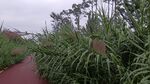 芦苇
