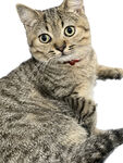 虎斑猫