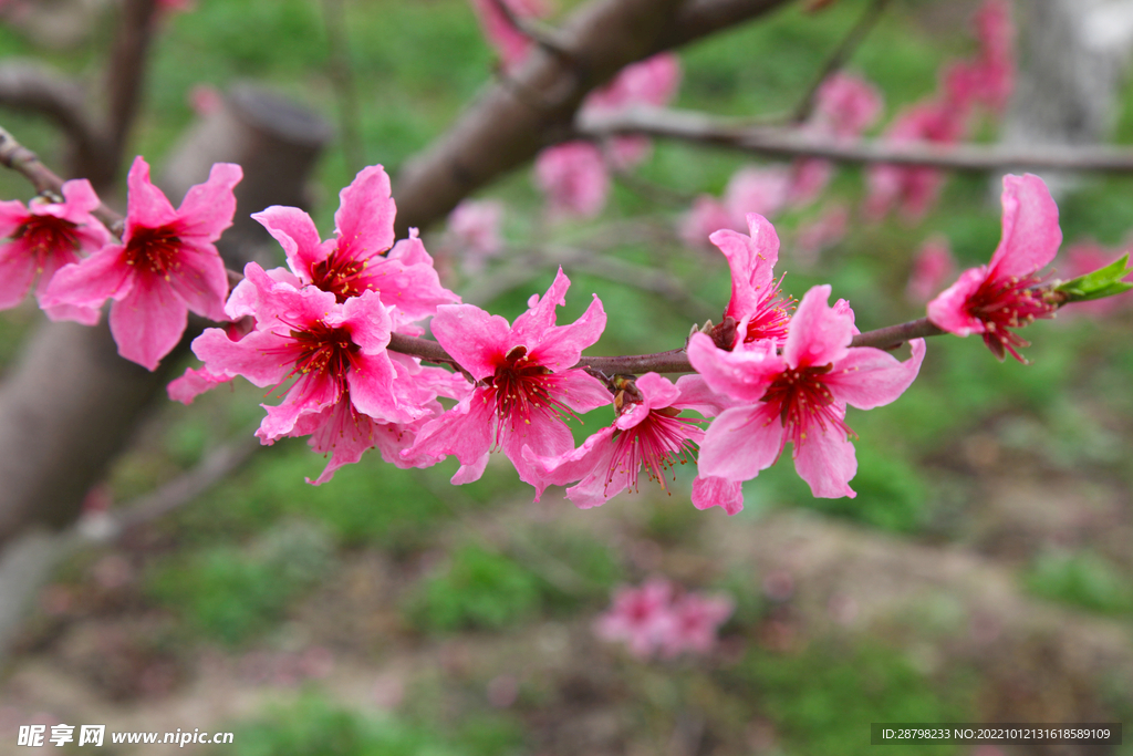 桃花