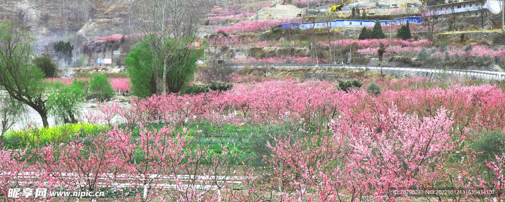 桃花