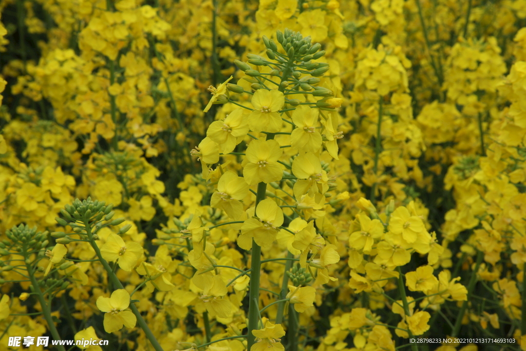 油菜花