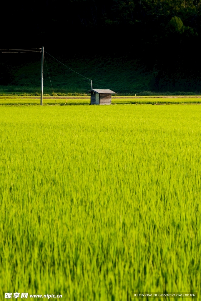 草原风景 