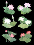 荷花 