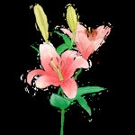 鲜花