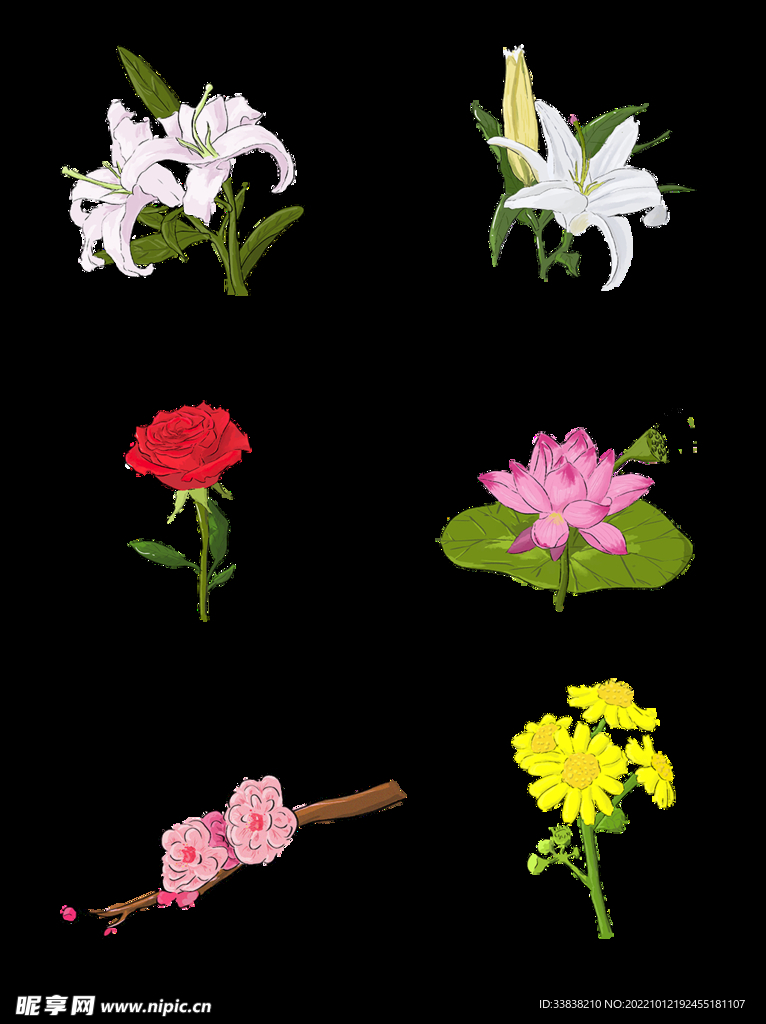 荷花