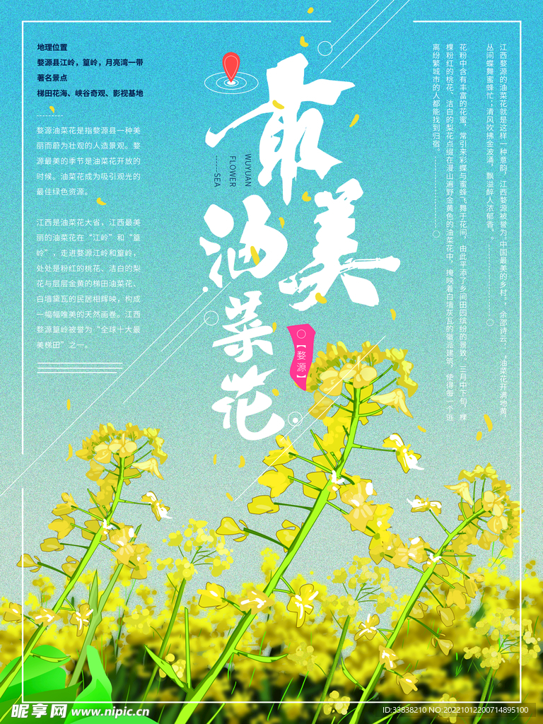 油菜花