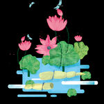 荷花 