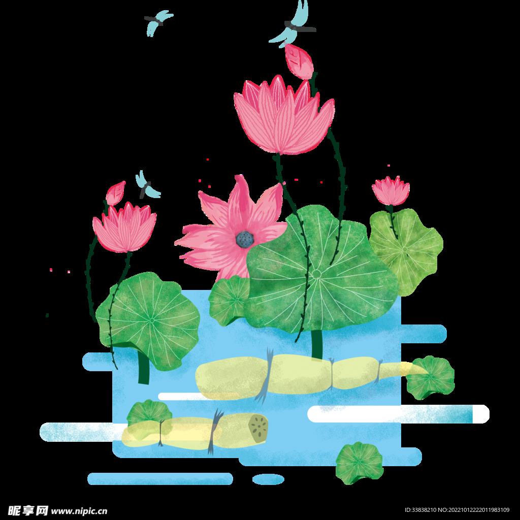 荷花 