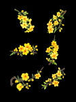  鲜花