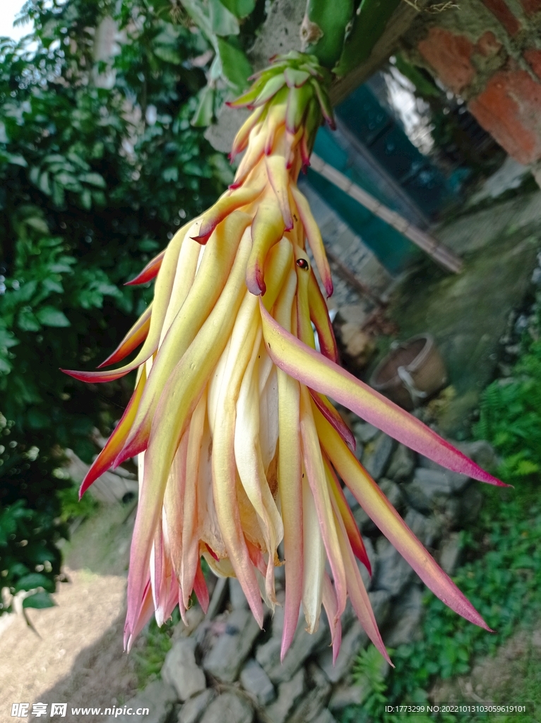 火龙果花朵