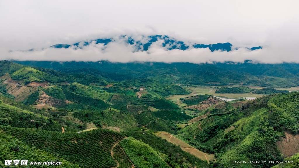 高地森林山脉