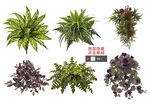 植物素材