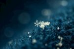 雪花             