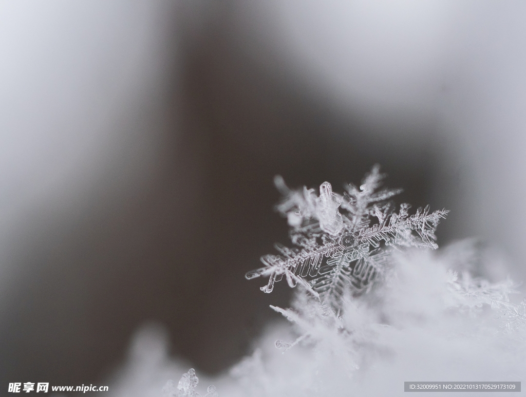 雪花             