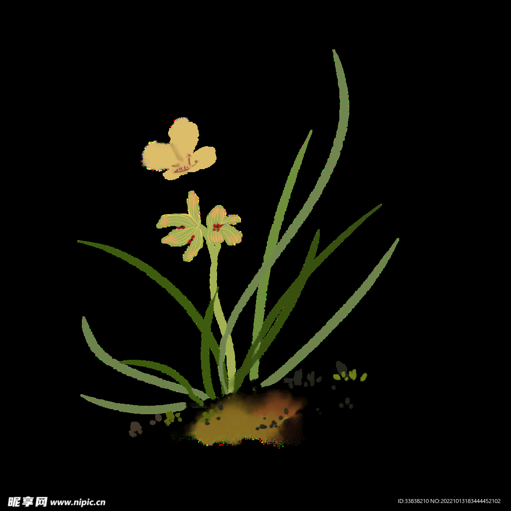  水仙花