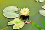 睡莲花开