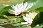 睡莲花开
