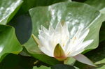 睡莲花开