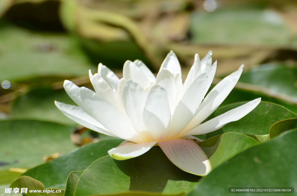 睡莲花开