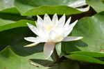 睡莲花开