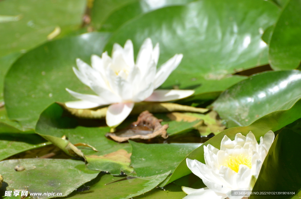 睡莲花开