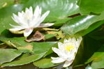 睡莲花开