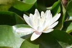 睡莲花开