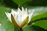 睡莲花开