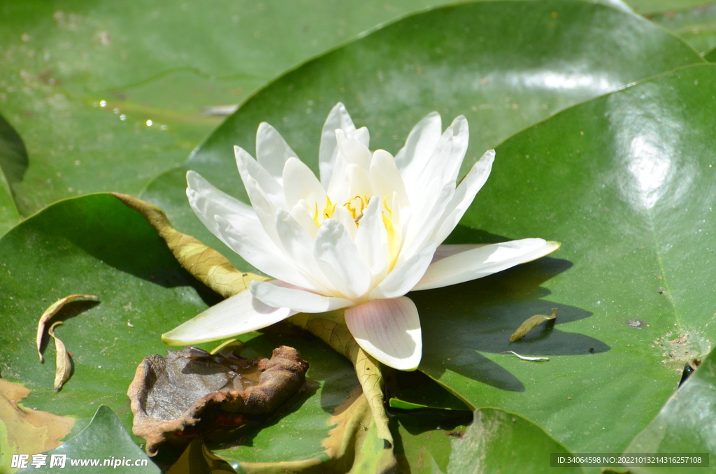 睡莲花开