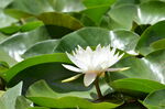 睡莲花开