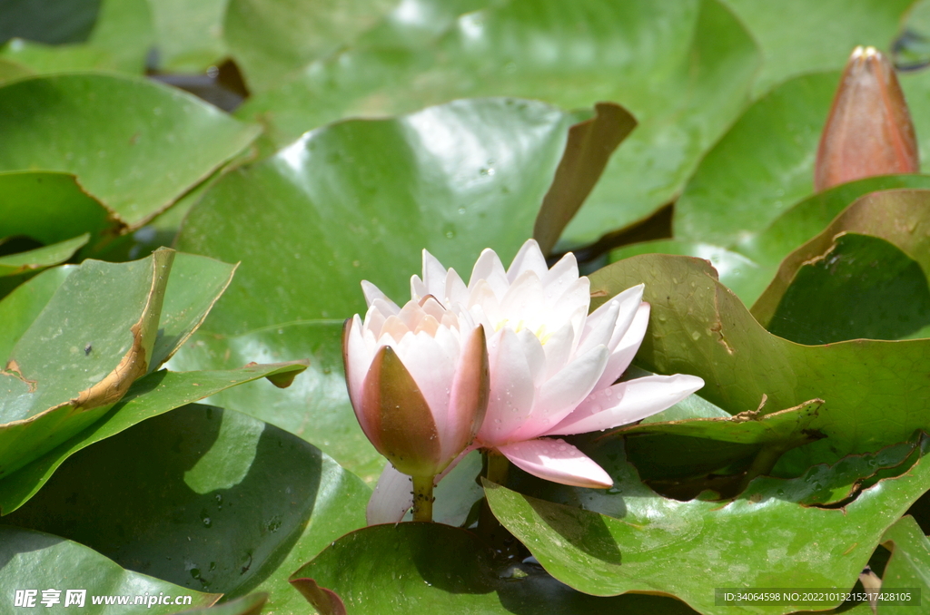 睡莲花开