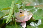 睡莲花开