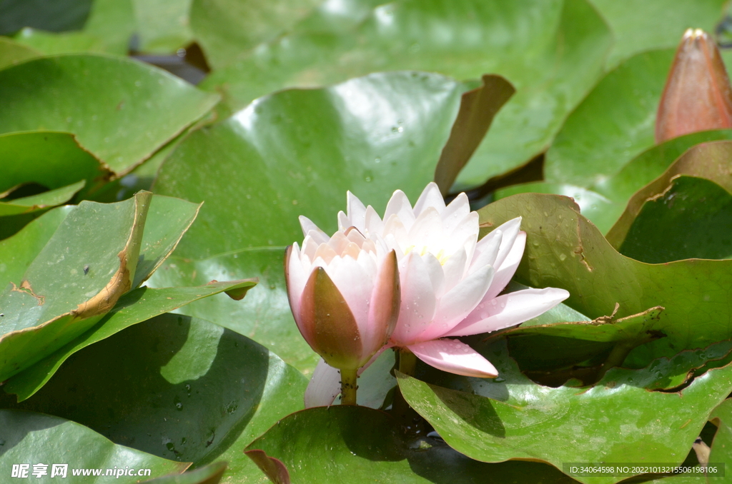 睡莲花开