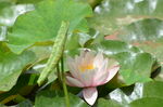 睡莲花开