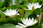 睡莲花开