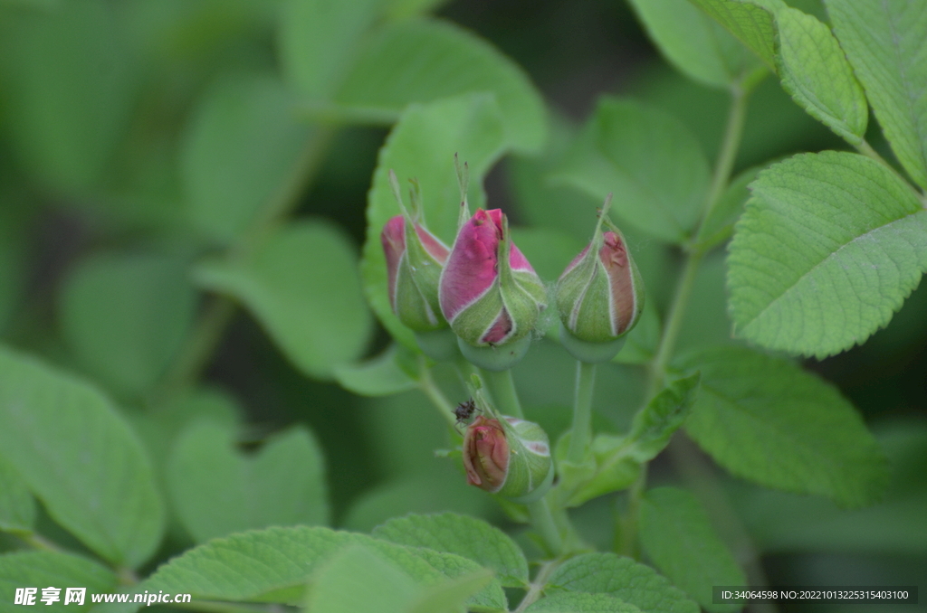 玫瑰花蕾