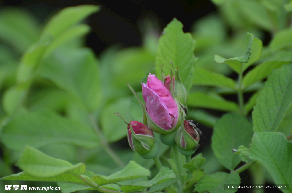 玫瑰花蕾