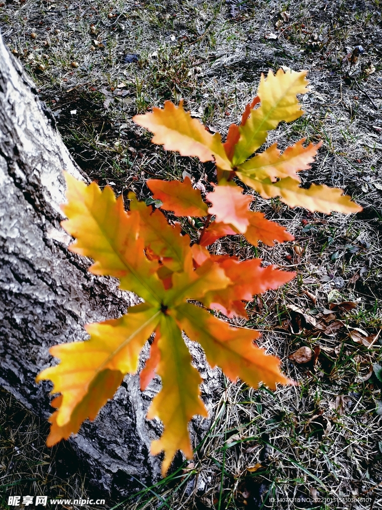 秋色浪漫