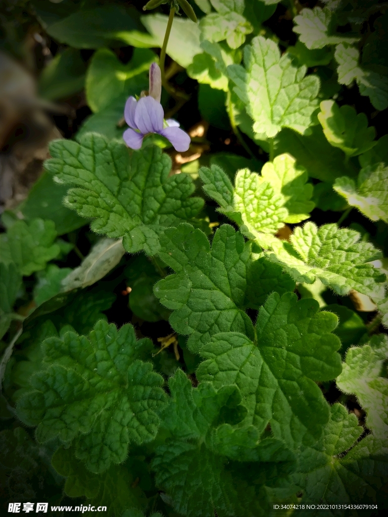 秋天小花