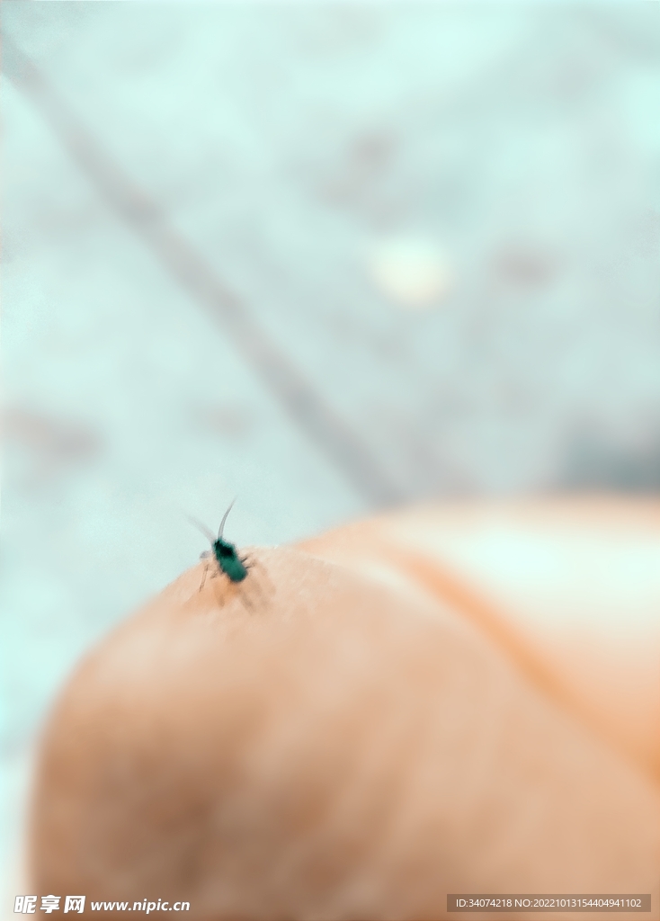 小蜢虫