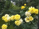 月季花
