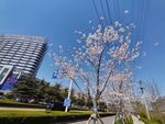 路边樱花