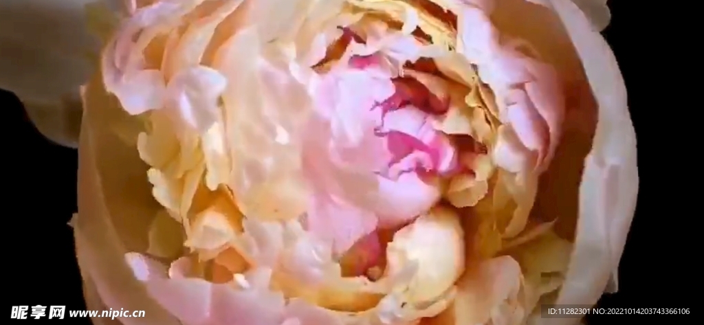 花开