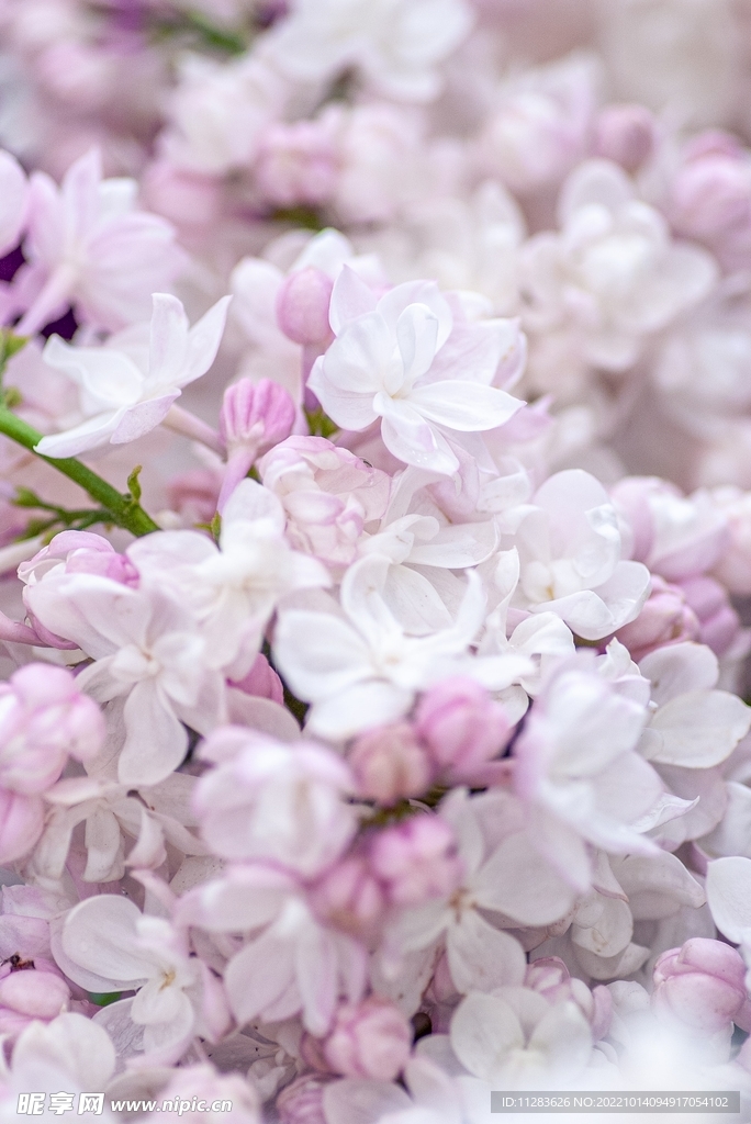 清新紫色花朵摄影