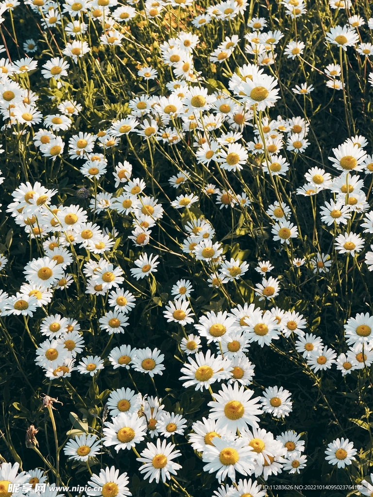 菊花花海壁纸