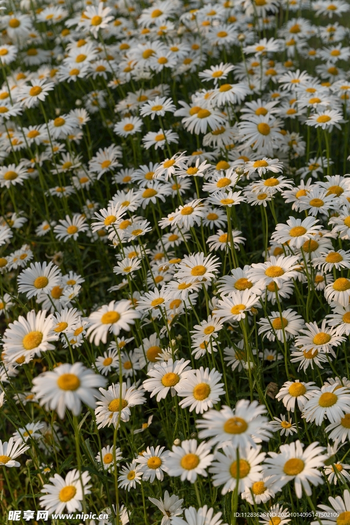 菊花花海