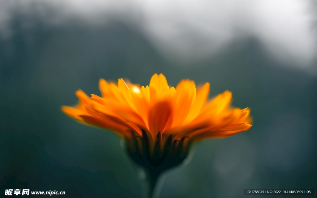 花卉