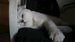 猫咪