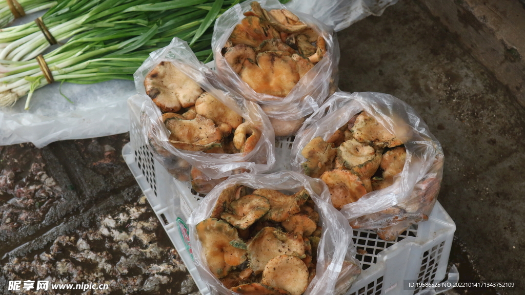 野生菌