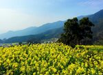 江岭之春